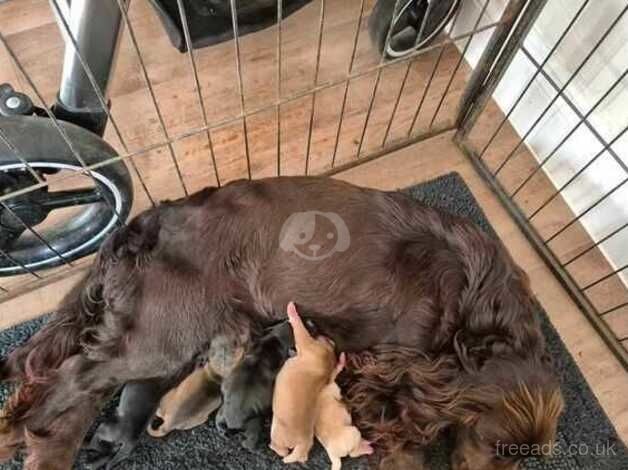 Cocker spaniel puppies for sale in Bunwell, Norfolk - Image 1