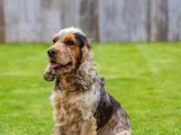 Cocker spaniel puppies for sale in Bunwell, Norfolk - Image 2