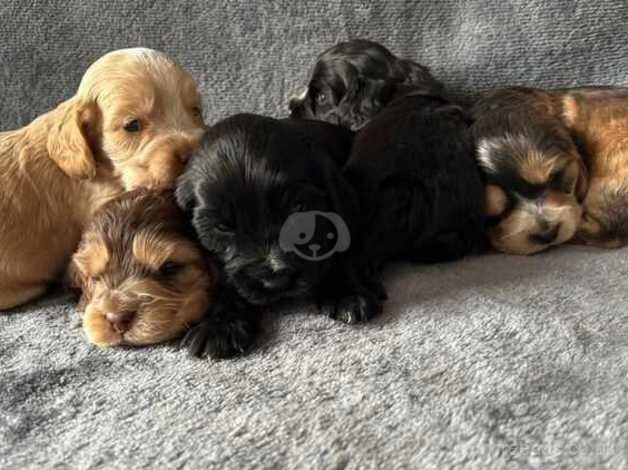 Cocker spaniel puppies for sale in Bunwell, Norfolk - Image 3