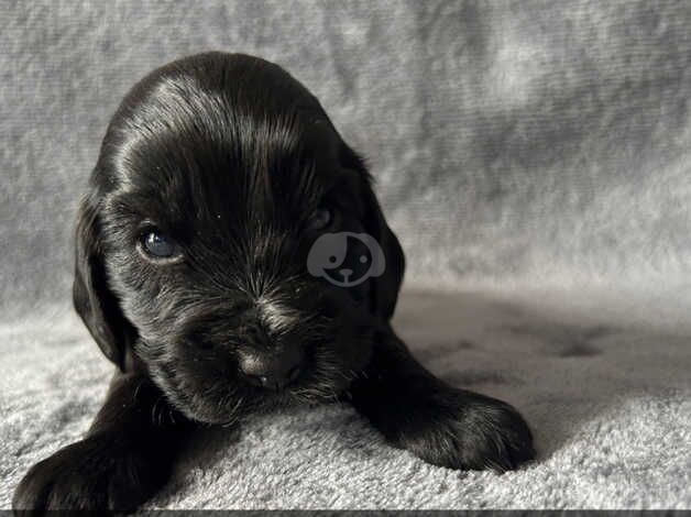 Cocker spaniel puppies for sale in Bunwell, Norfolk - Image 4