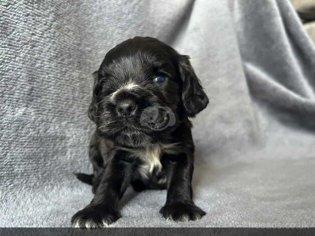 Cocker spaniel puppies for sale in Bunwell, Norfolk - Image 5