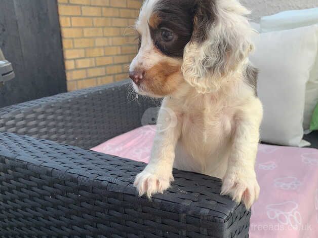 Cocker spaniel puppies for sale in Cambridge, Scottish Borders - Image 1