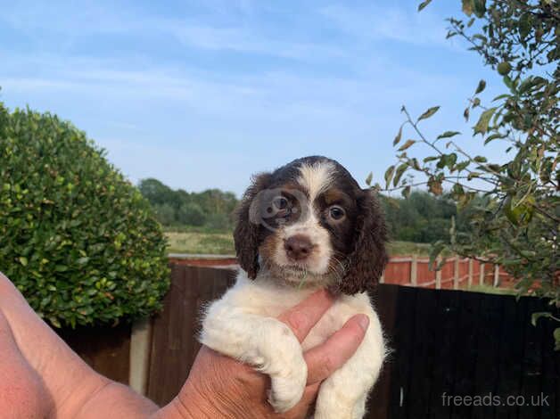 Cocker spaniel puppies for sale in Cambridge, Scottish Borders - Image 2