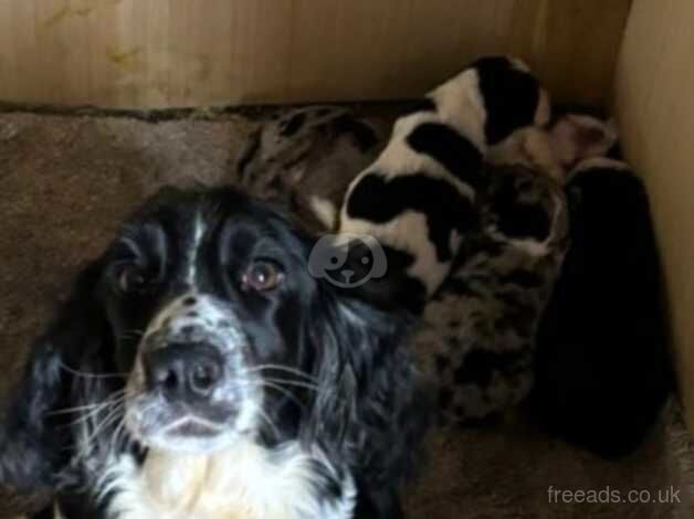 Cocker spaniel puppies for sale in Cambridge, Scottish Borders - Image 3