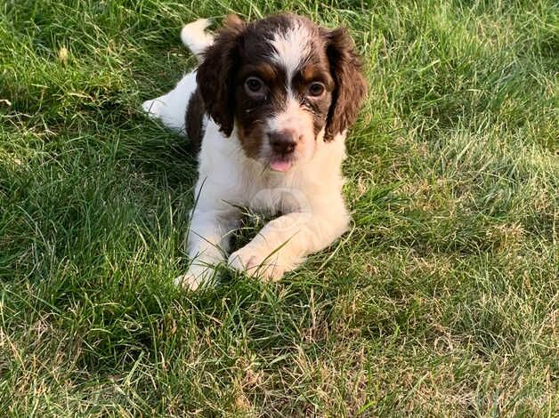 Cocker spaniel puppies for sale in Cambridge, Scottish Borders - Image 4