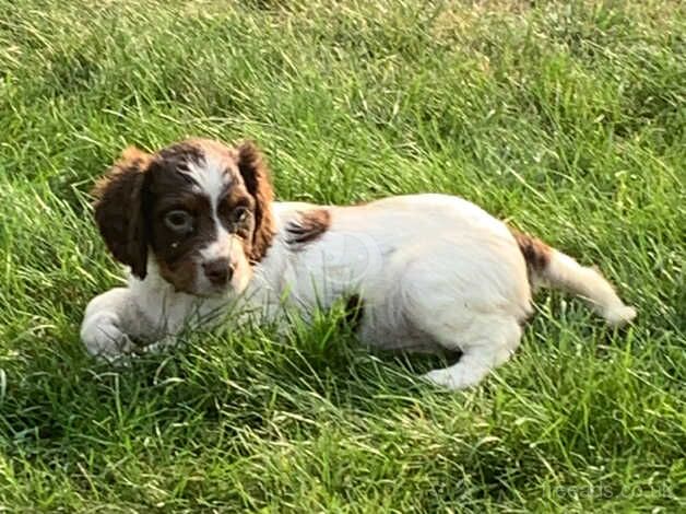 Cocker spaniel puppies for sale in Cambridge, Scottish Borders - Image 5