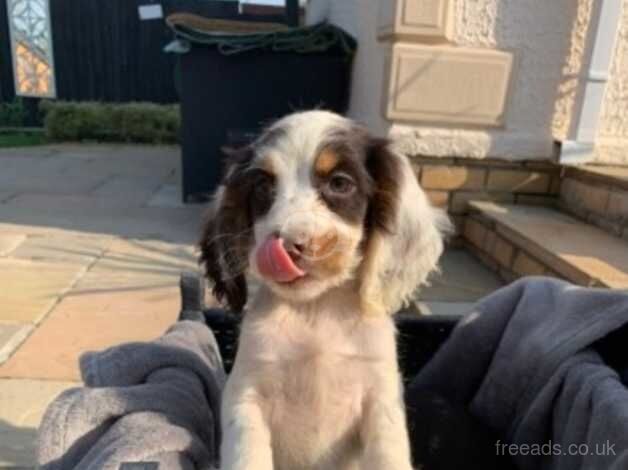 Cocker spaniel puppies for sale in Cambridge, Scottish Borders