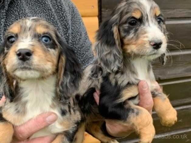 Cocker spaniel puppies for sale in Cambridge, Cambridgeshire - Image 1