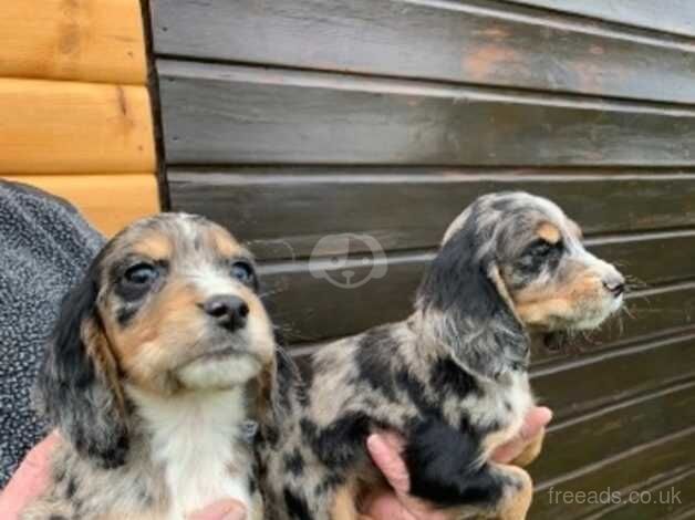 Cocker spaniel puppies for sale in Cambridge, Cambridgeshire - Image 2