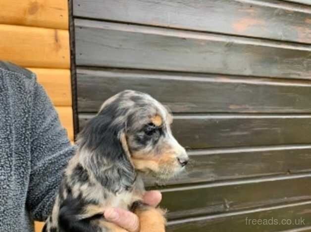 Cocker spaniel puppies for sale in Cambridge, Cambridgeshire - Image 3