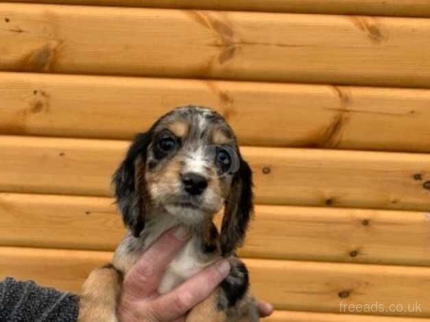 Cocker spaniel puppies for sale in Cambridge, Cambridgeshire - Image 4