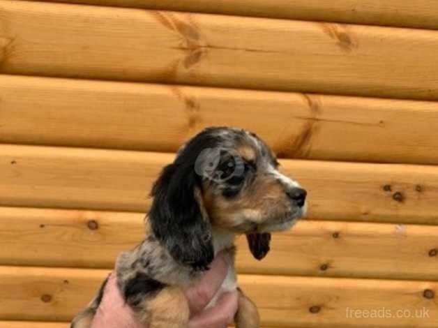 Cocker spaniel puppies for sale in Cambridge, Cambridgeshire - Image 5