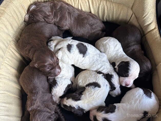 Cocker spaniel puppies for sale in Cardiff/Caerdydd, Cardiff