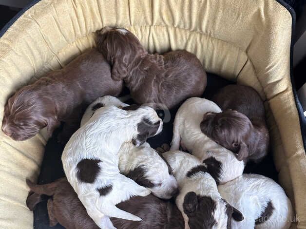 Cocker Spaniels for sale in Cardiff/Caerdydd, Cardiff