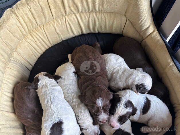 Cocker Spaniel Puppies for sale in Cardiff