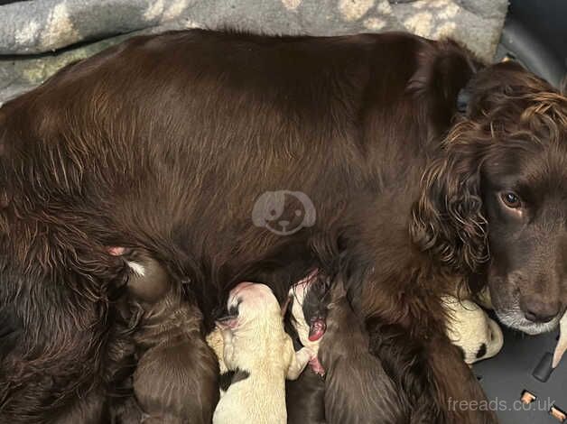 Cocker Spaniel Puppies for sale