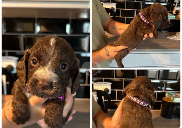 Cocker Spaniel Puppies for sale in Cardiff