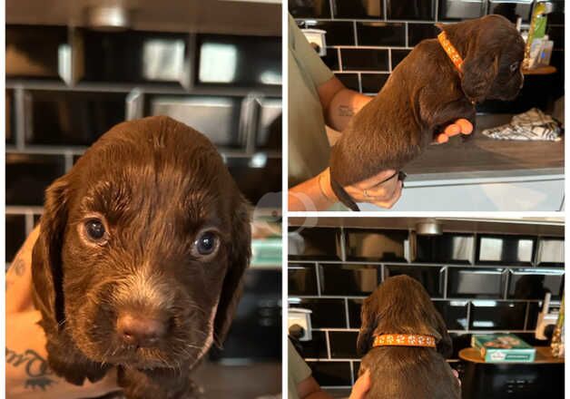 Cocker Spaniel Puppies for sale