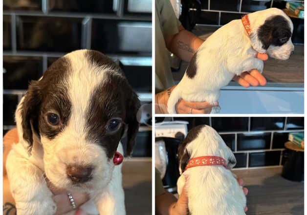 Cocker spaniel puppies for sale in Cardiff/Caerdydd, Cardiff - Image 5