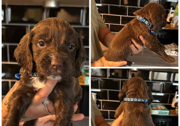 Cocker Spaniel Puppies For Sale Under £1,000