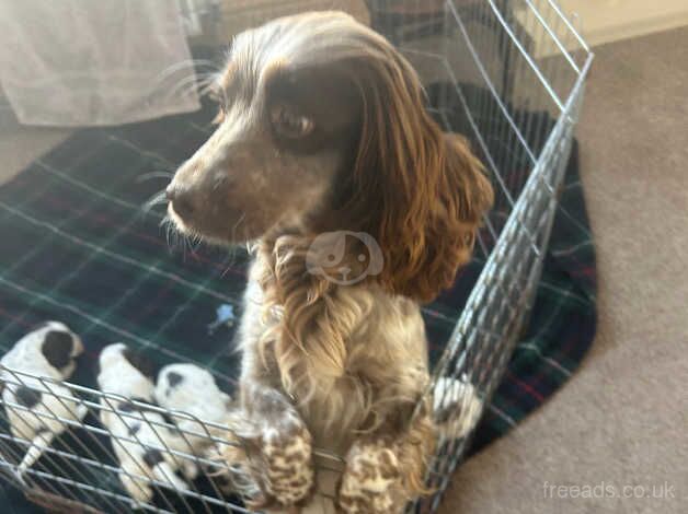 Cocker spaniel puppies for sale in Carlisle, Cumbria