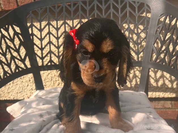 Cocker spaniel puppies for sale in Carmarthen/Caerfyrddin, Carmarthenshire - Image 1