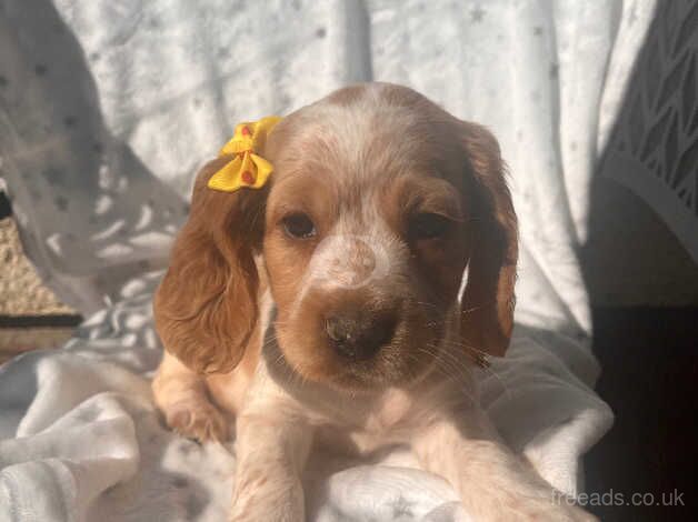 Cocker spaniel puppies for sale in Carmarthen/Caerfyrddin, Carmarthenshire - Image 2