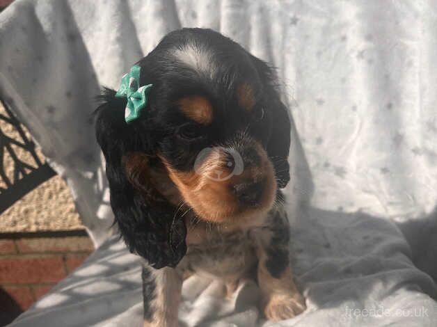 Cocker spaniel puppies for sale in Carmarthen/Caerfyrddin, Carmarthenshire - Image 3