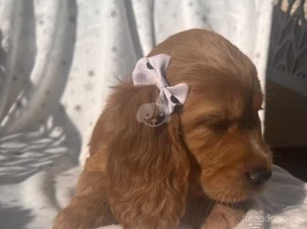 Cocker spaniel puppies for sale in Carmarthen/Caerfyrddin, Carmarthenshire - Image 4