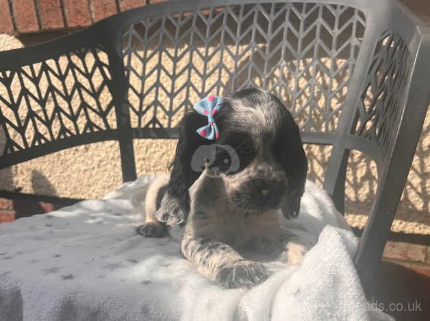 Cocker spaniel puppies for sale in Carmarthen/Caerfyrddin, Carmarthenshire - Image 5