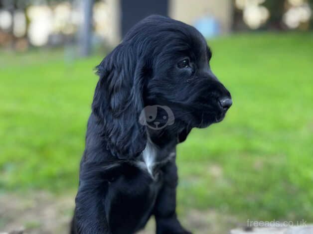 Cocker spaniel puppies for sale in Castlederg, Strabane