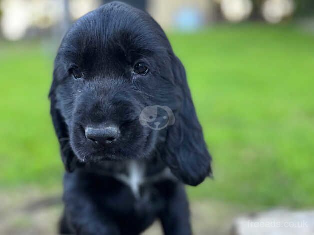 Cocker spaniel puppies for sale in Castlederg, Strabane - Image 2