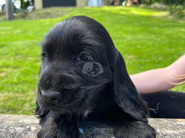 Cocker spaniel puppies for sale in Castlederg, Strabane - Image 3