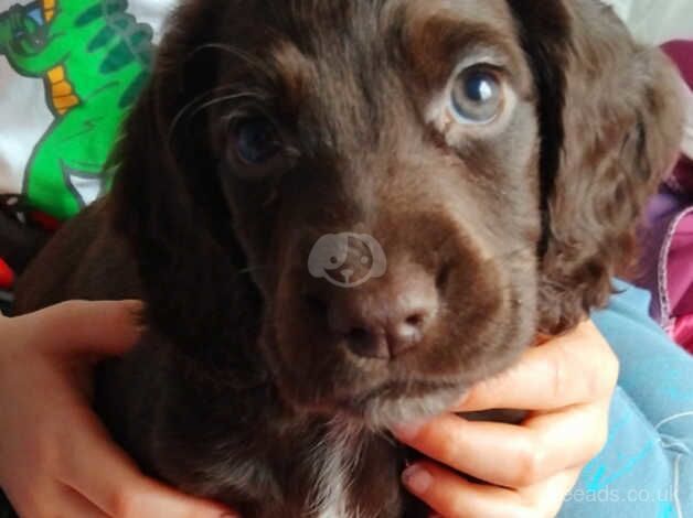 COCKER SPANIEL PUPPIES for sale in Henley-on-Thames, Oxfordshire - Image 1