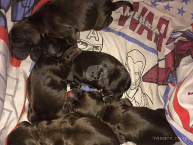 COCKER SPANIEL PUPPIES for sale in Henley-on-Thames, Oxfordshire - Image 2