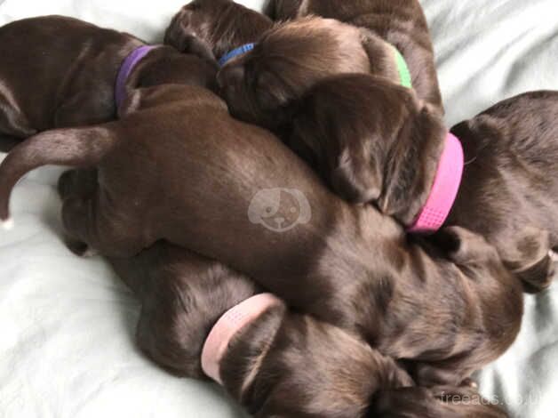 COCKER SPANIEL PUPPIES for sale in Henley-on-Thames, Oxfordshire - Image 3