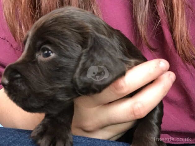 COCKER SPANIEL PUPPIES for sale in Henley-on-Thames, Oxfordshire - Image 4