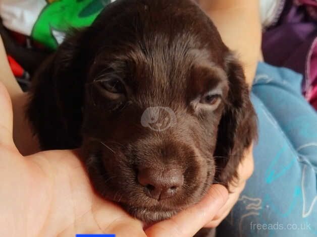 COCKER SPANIEL PUPPIES for sale in Henley-on-Thames, Oxfordshire - Image 5