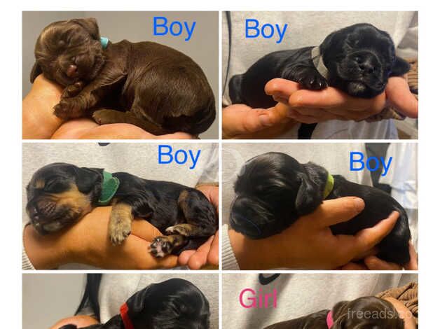 Cocker Spaniel Puppies for sale in Chester Le Street, County Durham - Image 1