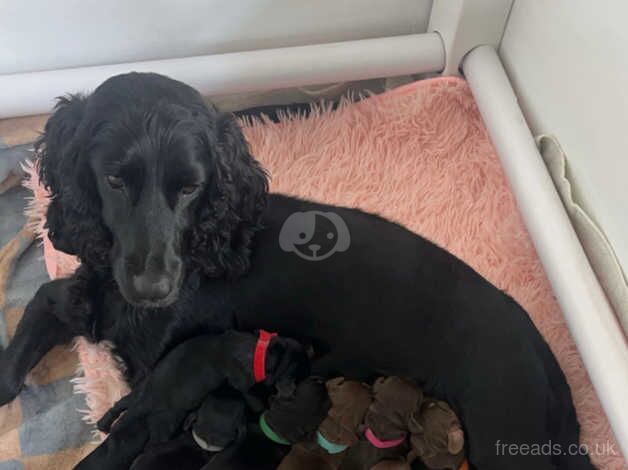 Cocker Spaniel Puppies for sale in Chester Le Street, County Durham - Image 4