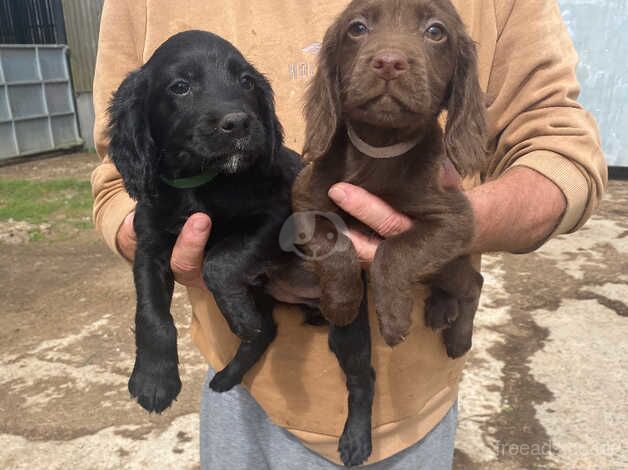 Cocker Spaniel puppies for sale in Crediton, Devon