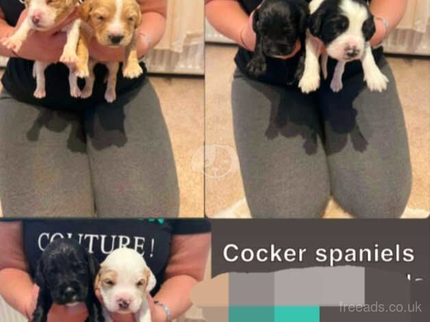 Cocker spaniel puppies for sale in Darlington, County Durham