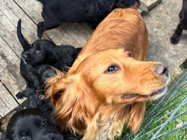 Cocker spaniel puppies for sale in Dartford, Kent