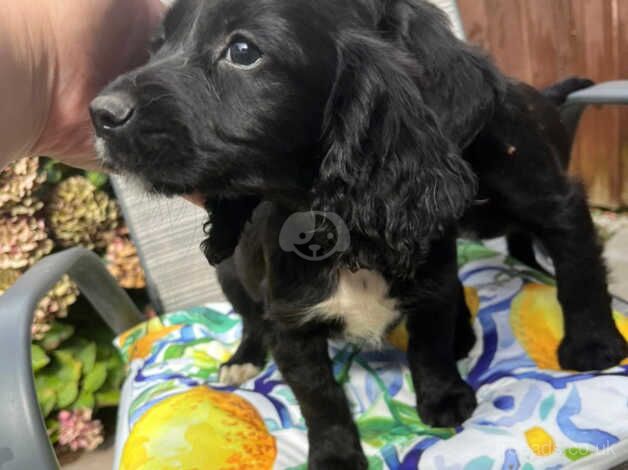 Cocker spaniel puppies for sale in Dartford, Kent - Image 2