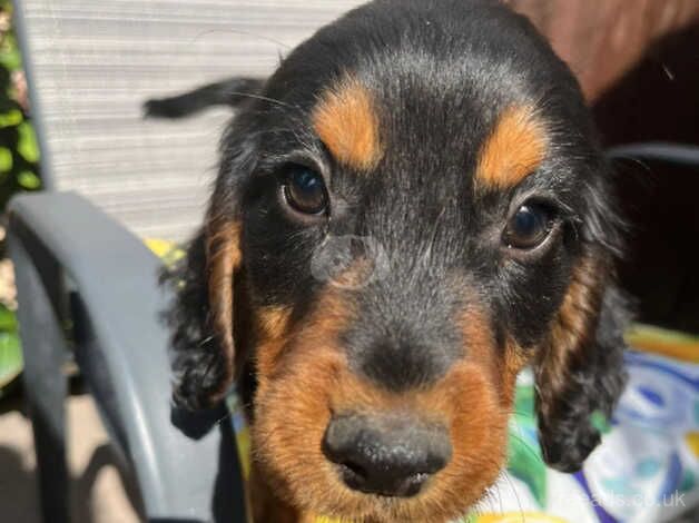 Cocker spaniel puppies for sale in Dartford, Kent - Image 3