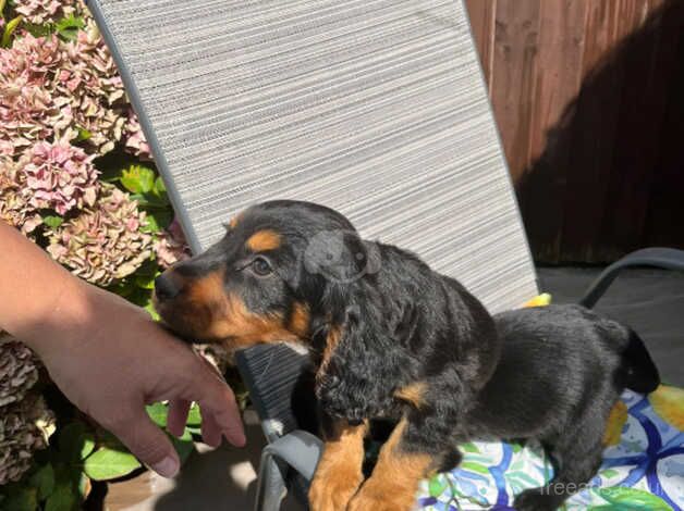 Cocker spaniel puppies for sale in Dartford, Kent - Image 4