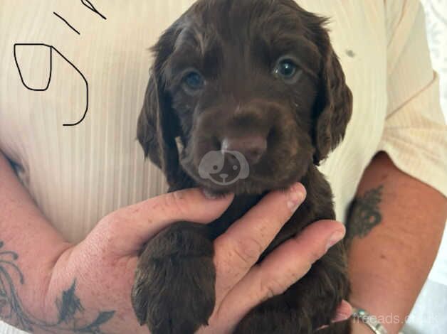 Cocker spaniel puppies for sale in Doncaster, South Yorkshire - Image 1