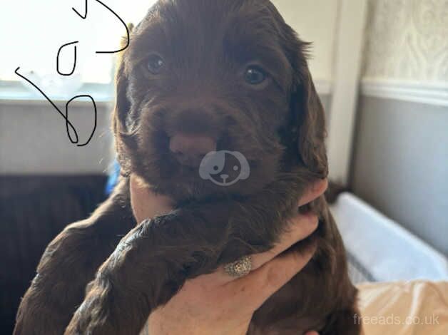 Cocker spaniel puppies for sale in Doncaster, South Yorkshire - Image 3