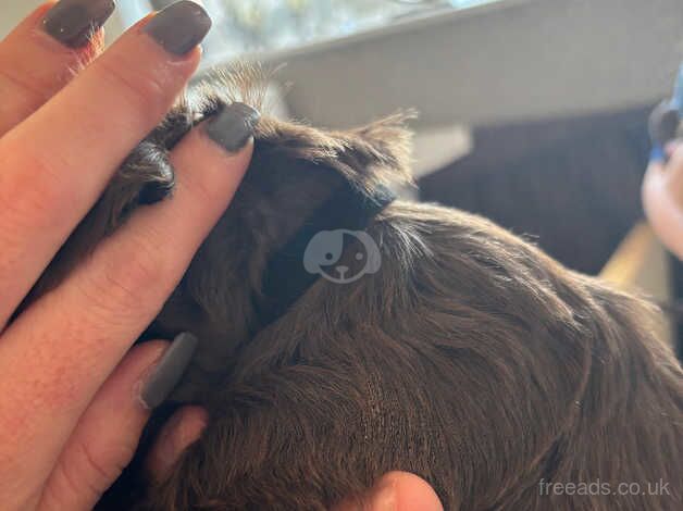 Cocker spaniel puppies for sale in Doncaster, South Yorkshire - Image 4