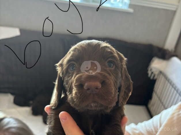 Cocker spaniel puppies for sale in Doncaster, South Yorkshire - Image 5